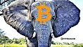 elephant bitcoin