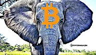elephant bitcoin