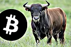 bitcoin-bull-market halving