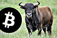 bitcoin-bull-market halving
