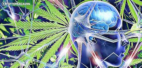 marihuana nebezpecenstvo mozog