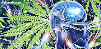marihuana nebezpecenstvo mozog