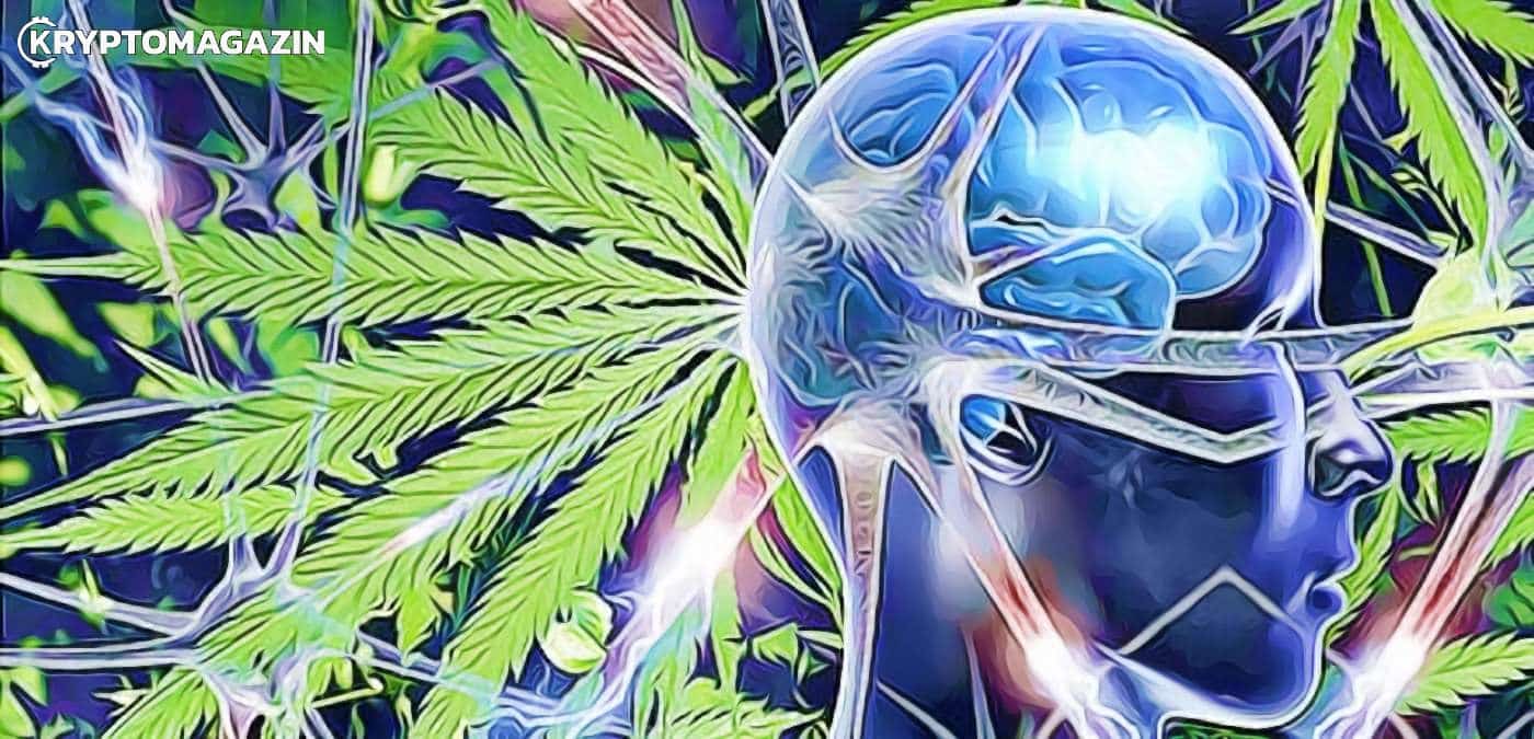 marihuana nebezpecenstvo mozog