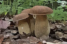 hrib dubovy dubak ted talk paul stimnets zachrania svet