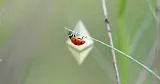 Ethereum bug