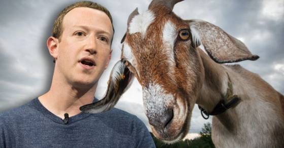 zuckerberg goats