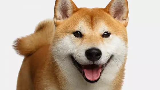 Shiba Inu