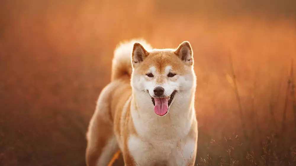 Projekt Shiba Inu