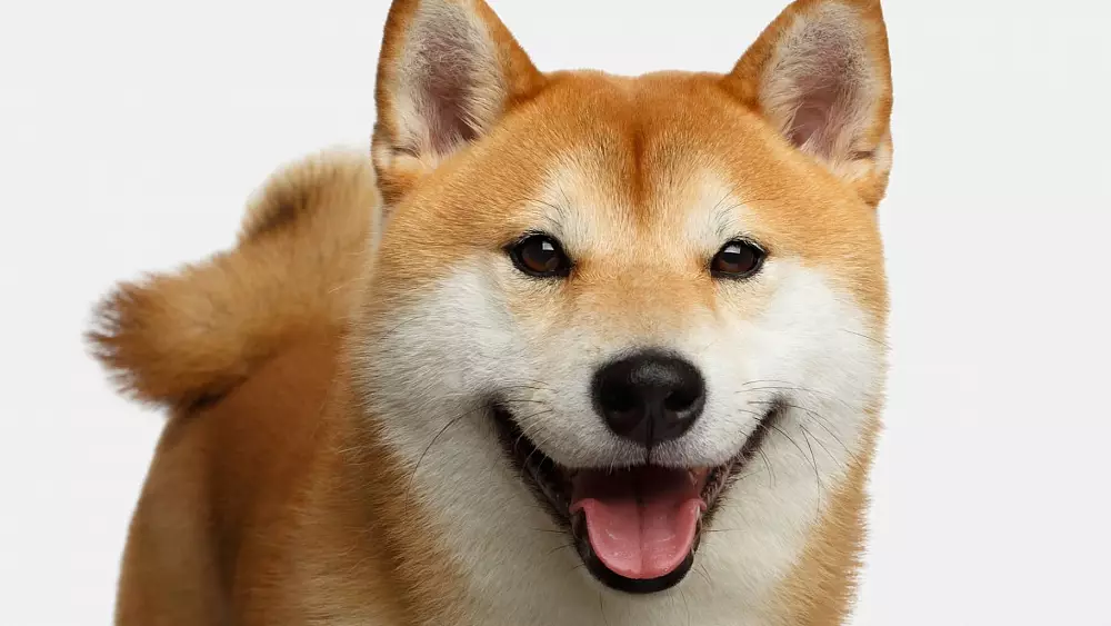 Shiba Inu rastie