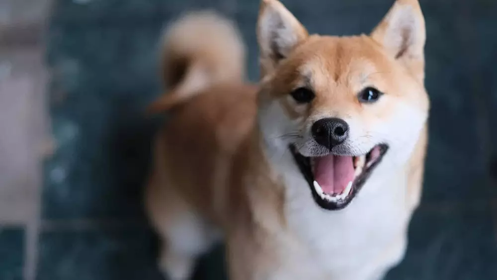 Shiba Inu