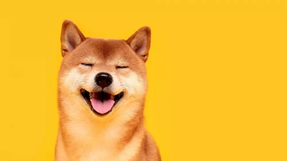 Shiba Inu