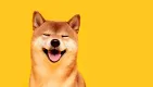 Shiba Inu