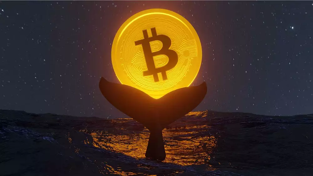 Bitcoin veľryby cítia príležitosť