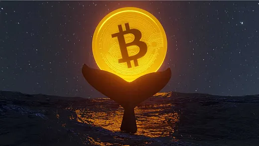 Bitcoin veľryby cítia príležitosť