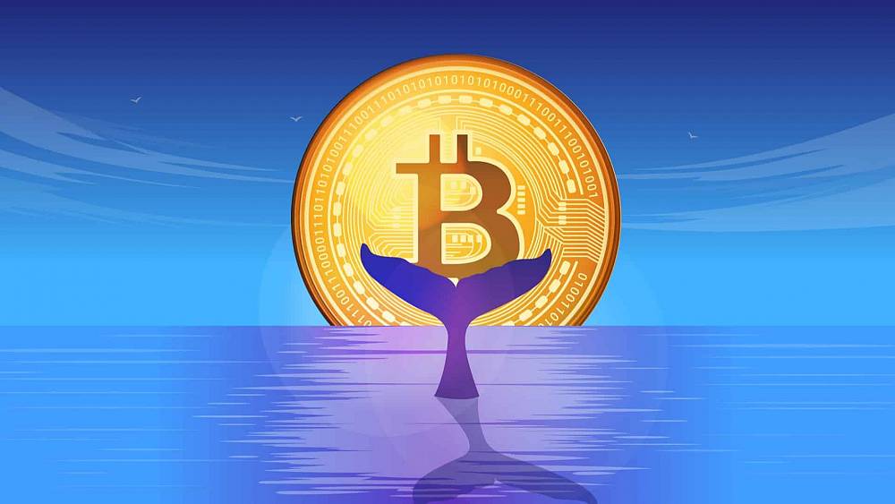 Veľryby akumulujú Bitcoin