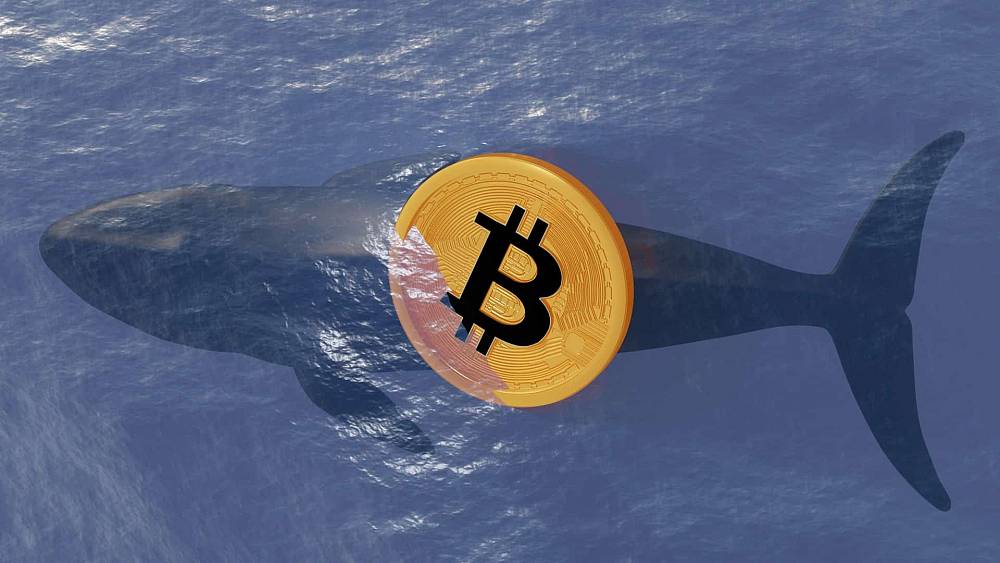 Veľryby využili dip a nakupovali Bitcoin!