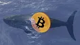 Veľryby využili dip a nakupovali Bitcoin!