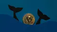 Bitcoin: aktivita veľrýb.