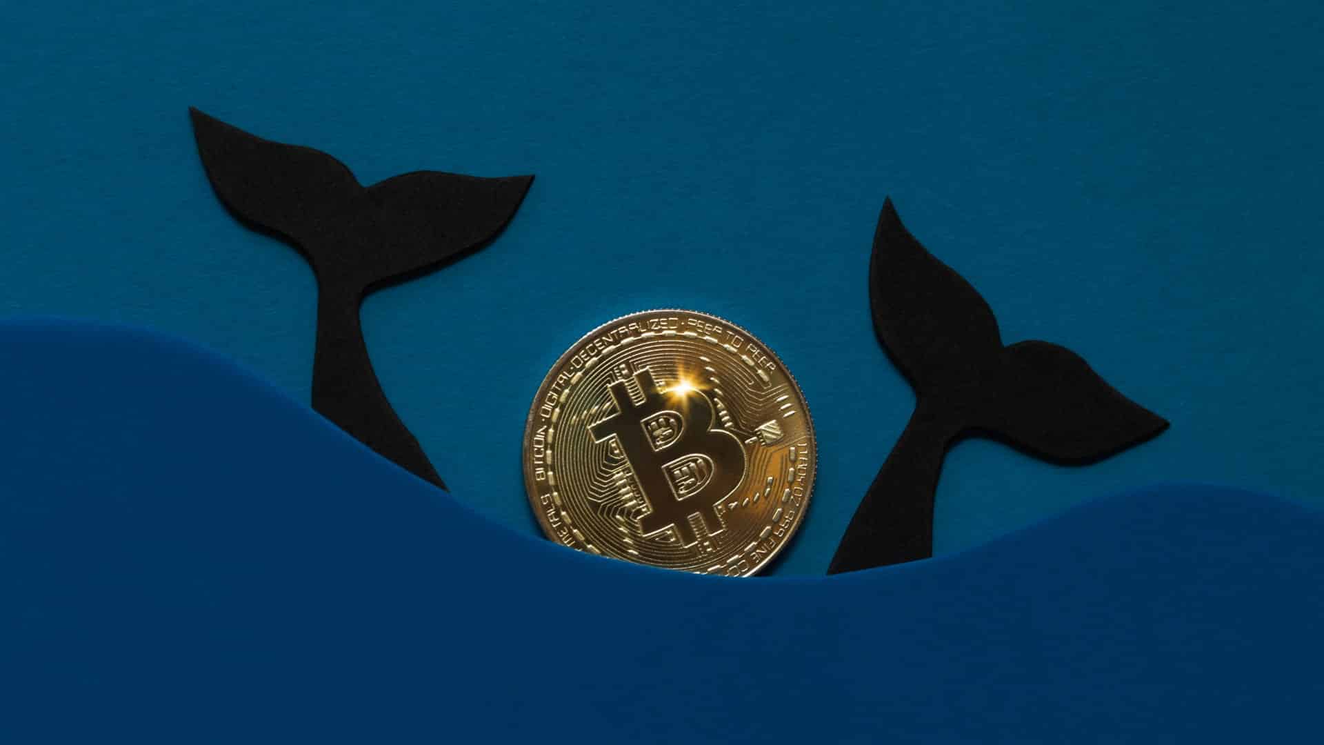 Bitcoin: aktivita veľrýb.