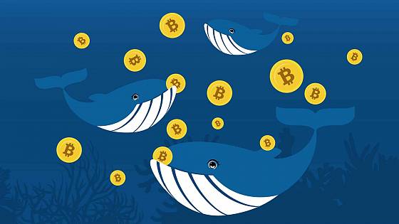 Bitcoin a veľryby