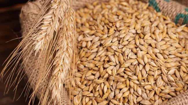 Spor vznikol kvôli vývozu ukrajinského obilia