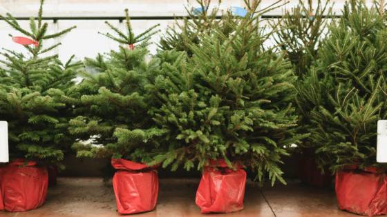 Obchodné reťazce ponúkajú vianočné stromčeky zo zahraničia