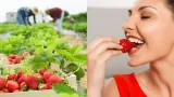 V týchto lokalitách je samozber jahôd najvýhodnejší