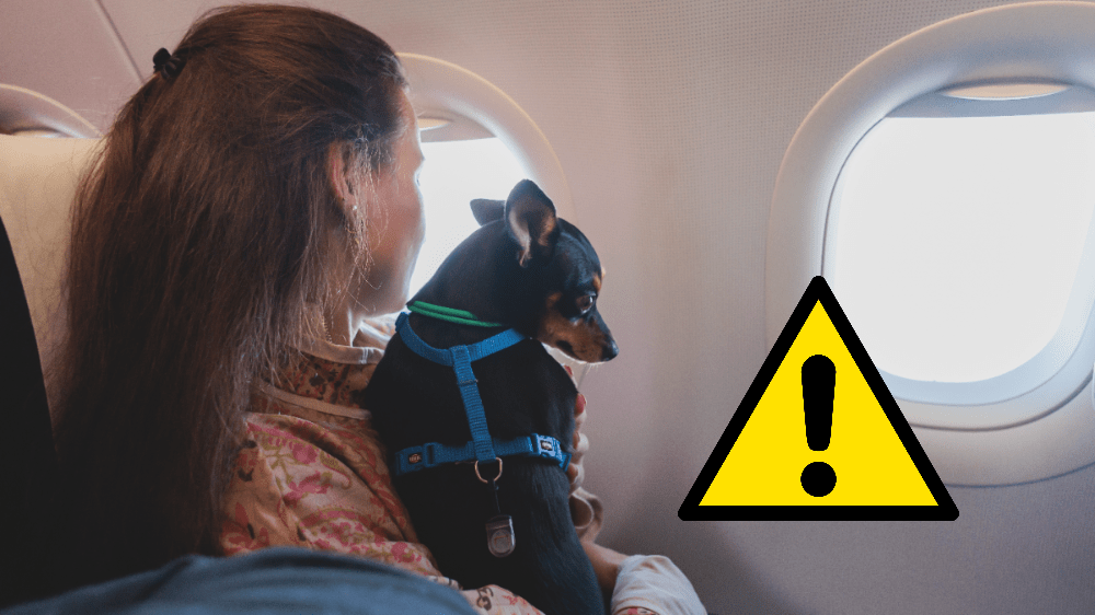 Cestovanie s domácim miláčikom