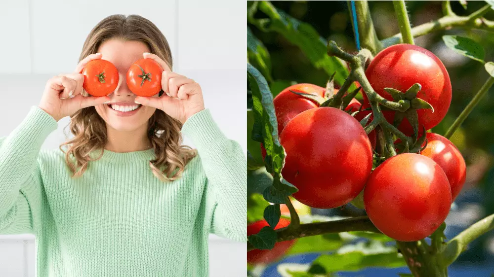 Samozber paradajok si užijete aj na Slovensku