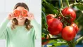 Samozber paradajok si užijete aj na Slovensku
