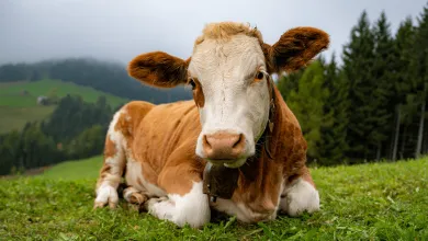 Dánsko zaviedlo uhlíkovú daň