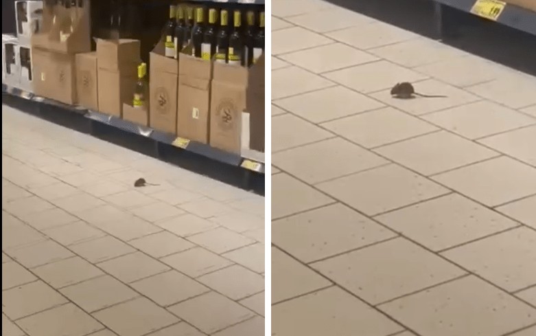 Zákazník odfotil myš v Kauflande