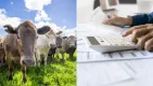 Za jednu kravu zaplatíte aj 100 eur