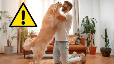 Daň za psa sa neoplatí znižovať