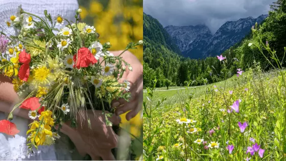 Na Slovensku kvitne prudko jedovatá rastlina