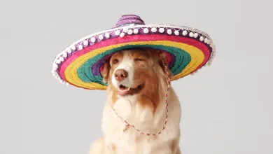 Kryptomena je inšpirovaná jednoduchým obrázkom