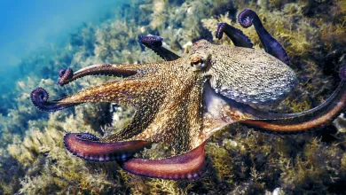 Chobotnice by vytvorili novú civilizáciu