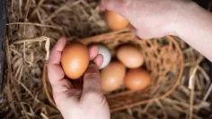 Vajec je pred Vianocami dostatok