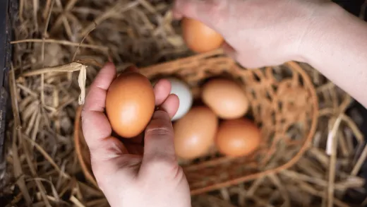 Vajec je pred Vianocami dostatok