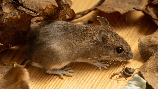 Za všetkým sú myši