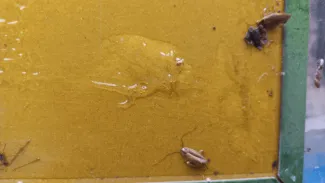 Šváby v potravinách Lacko