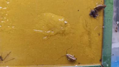 Šváby v potravinách Lacko