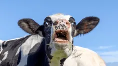 Slintačka a krívačka je na Slovensku