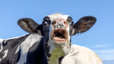 Slintačka a krívačka je na Slovensku