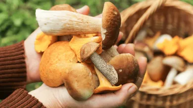 Kde nesmiete zbierať huby?