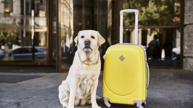 Cestovanie so zvieraťom v Európe