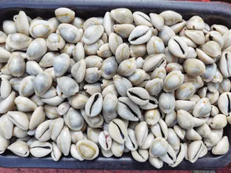 Mušle cowrie