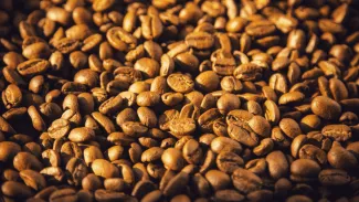 Jamaica Blue Mountain