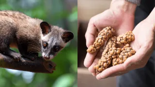 Najdrahšia káva na svete