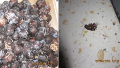 Plesnivé slivky a šváby